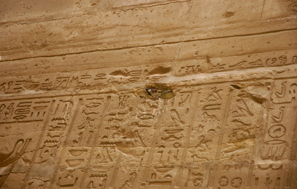 Tempio di Edfu